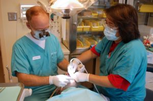 Getting a Job as Dental Assistant in Australia - NepaliPage
