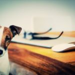 Tips for Renting With Pets in Australia