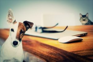 Tips for Renting With Pets in Australia